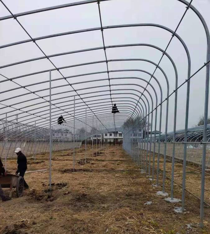 沒見過大棚養豬？效果很好！